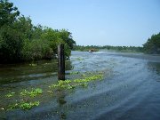 785  Louisiana swamps.JPG